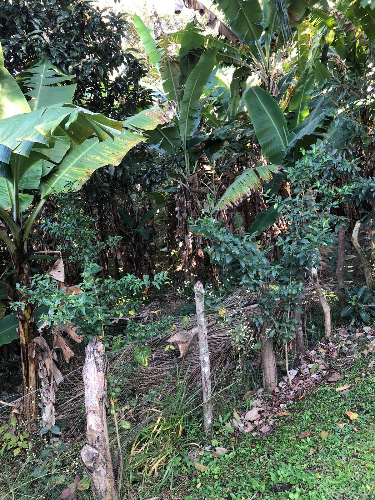 Fazenda à venda com 5 quartos, 14600m² - Foto 17