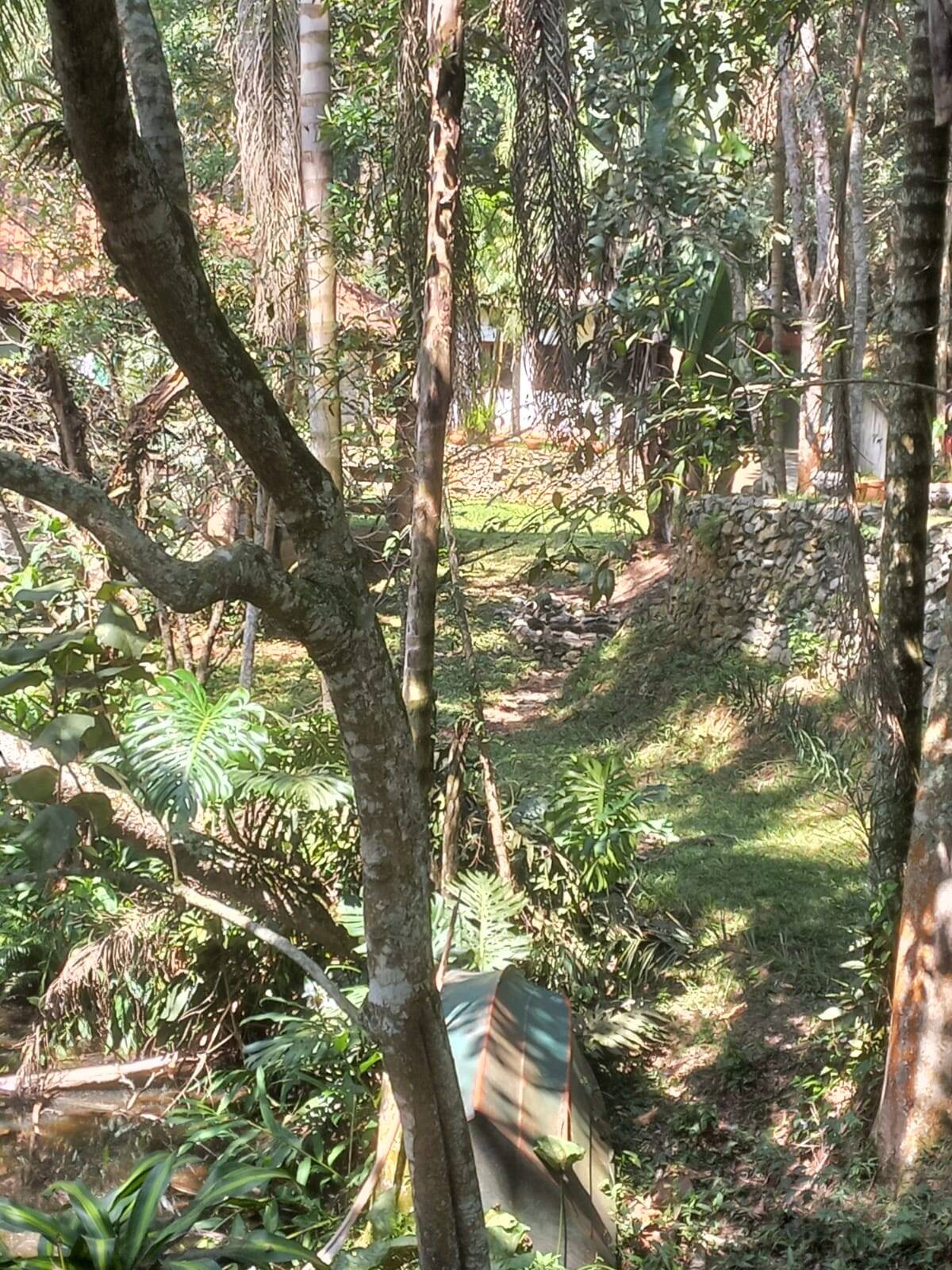 Fazenda à venda com 3 quartos, 6000m² - Foto 6