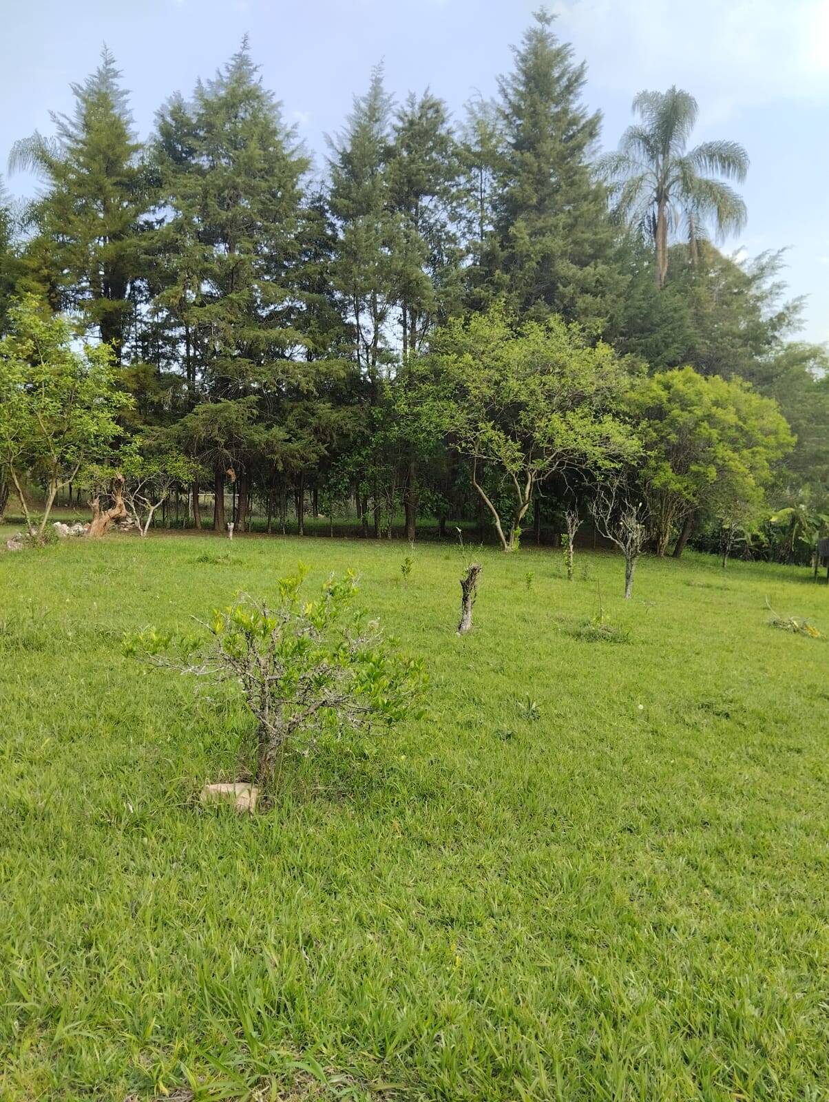 Fazenda à venda com 5 quartos, 2m² - Foto 8