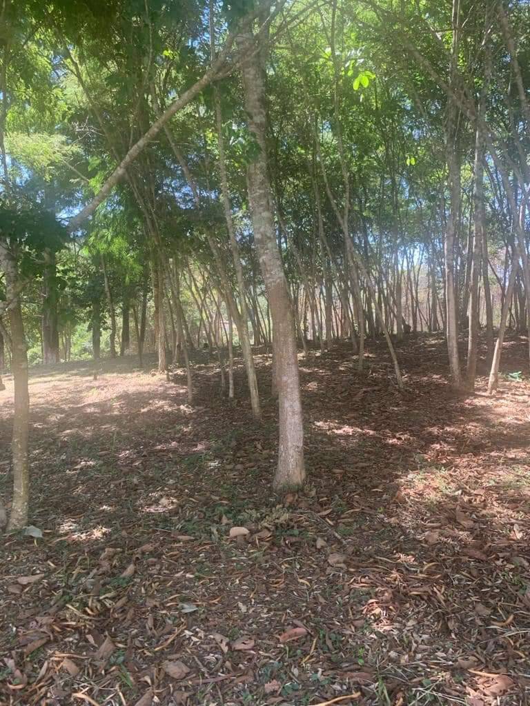 Fazenda à venda com 8 quartos, 63000m² - Foto 29