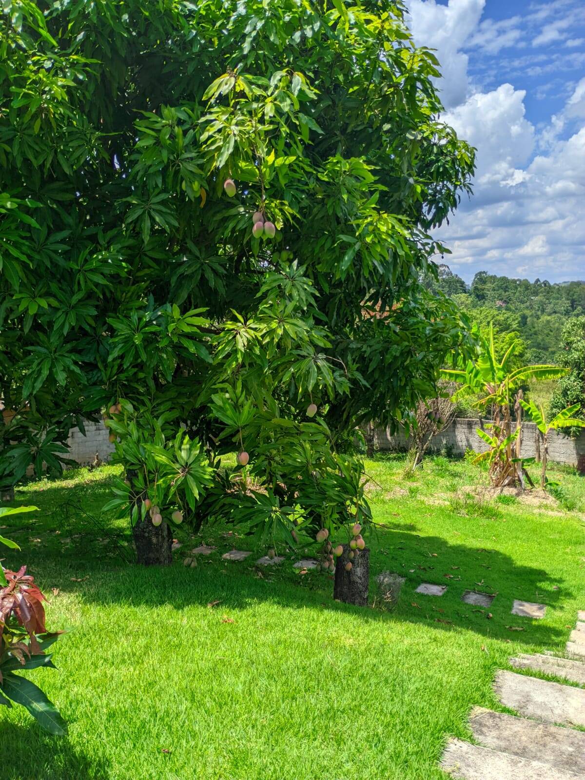 Fazenda à venda e aluguel com 3 quartos, 350m² - Foto 5